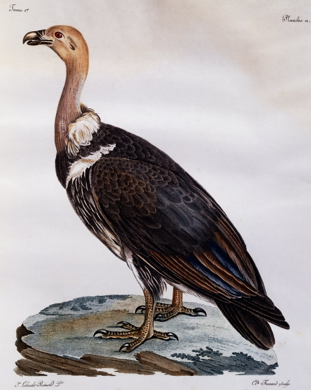 Moden Cape Griffon (Gyps coprotheres), gravering fra Natural History of African Birds af Francois Le Vaillant
