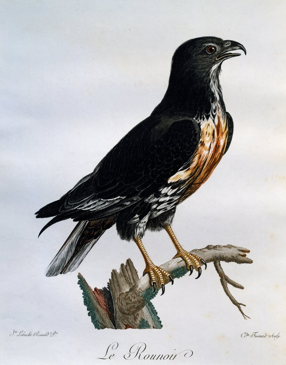 Sjakalvåge (Buteo rufofuscus), gravering fra Natural History of African Birds af Francois Le Vaillant