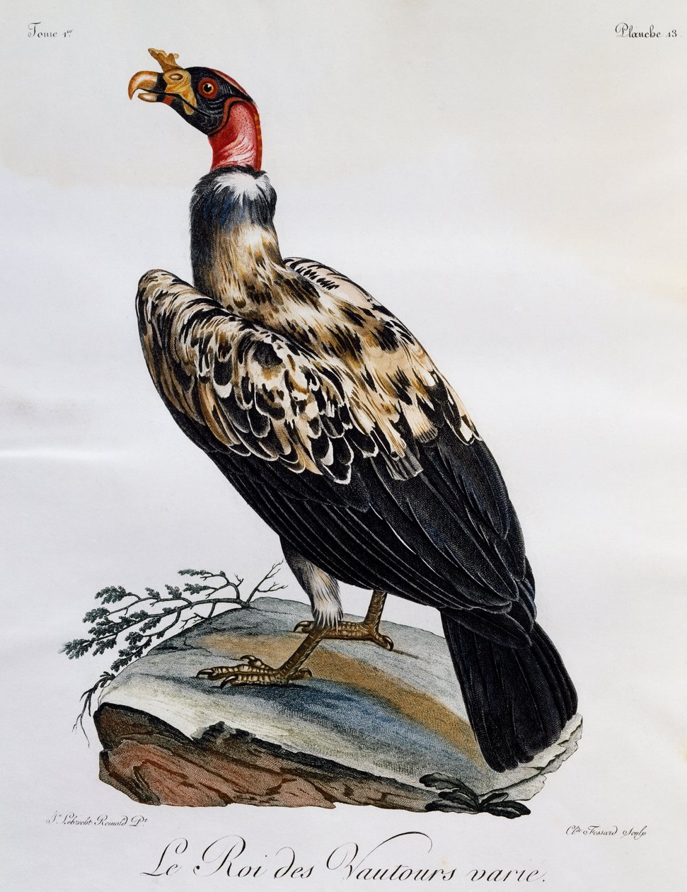 King Vulture (Sarcoramphus papa), gravering fra Natural History of African Birds af Francois Le Vaillant