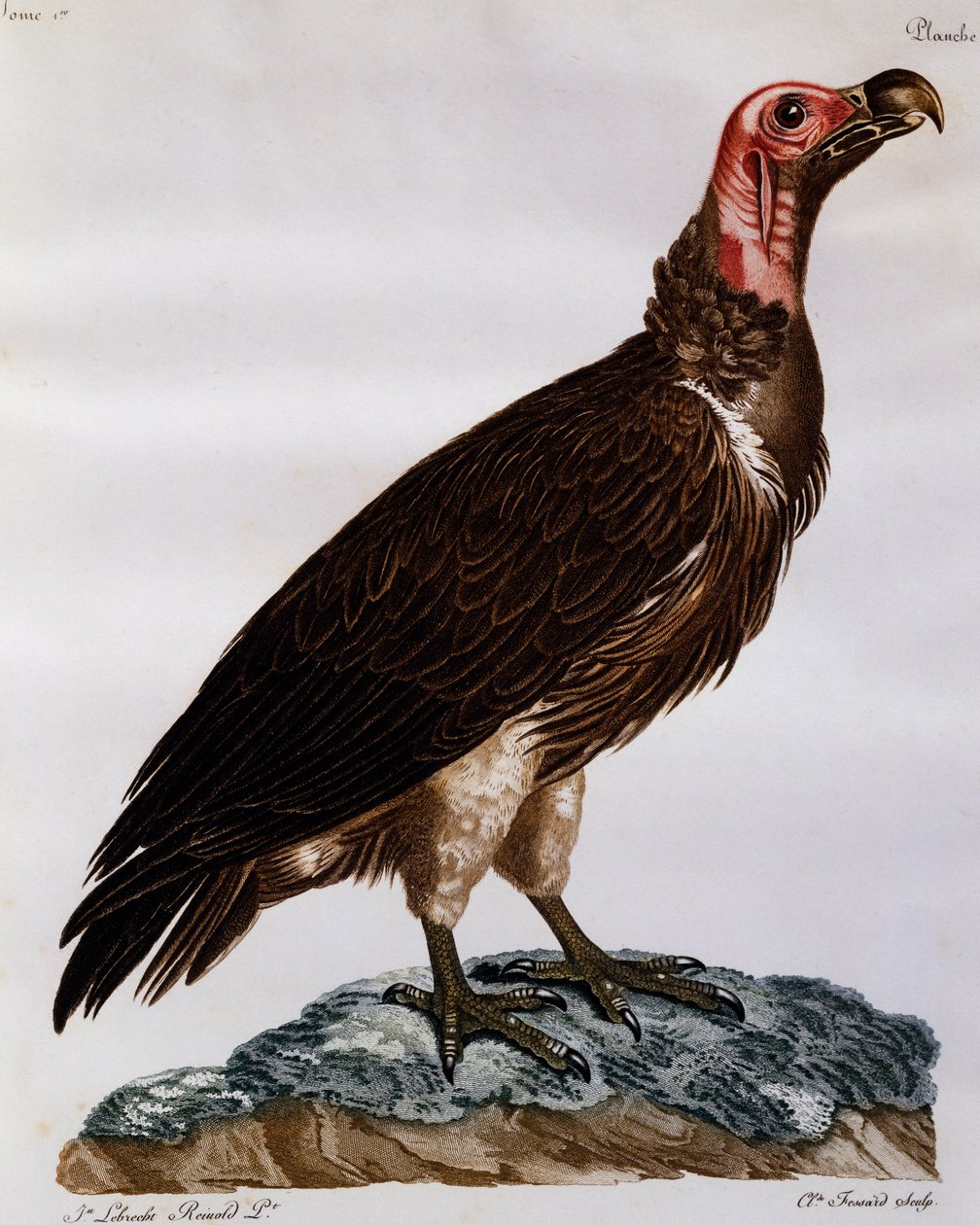 Lappegrib (Torgos tracheliotos), gravering fra Natural History of the Birds of Africa af Francois Le Vaillant