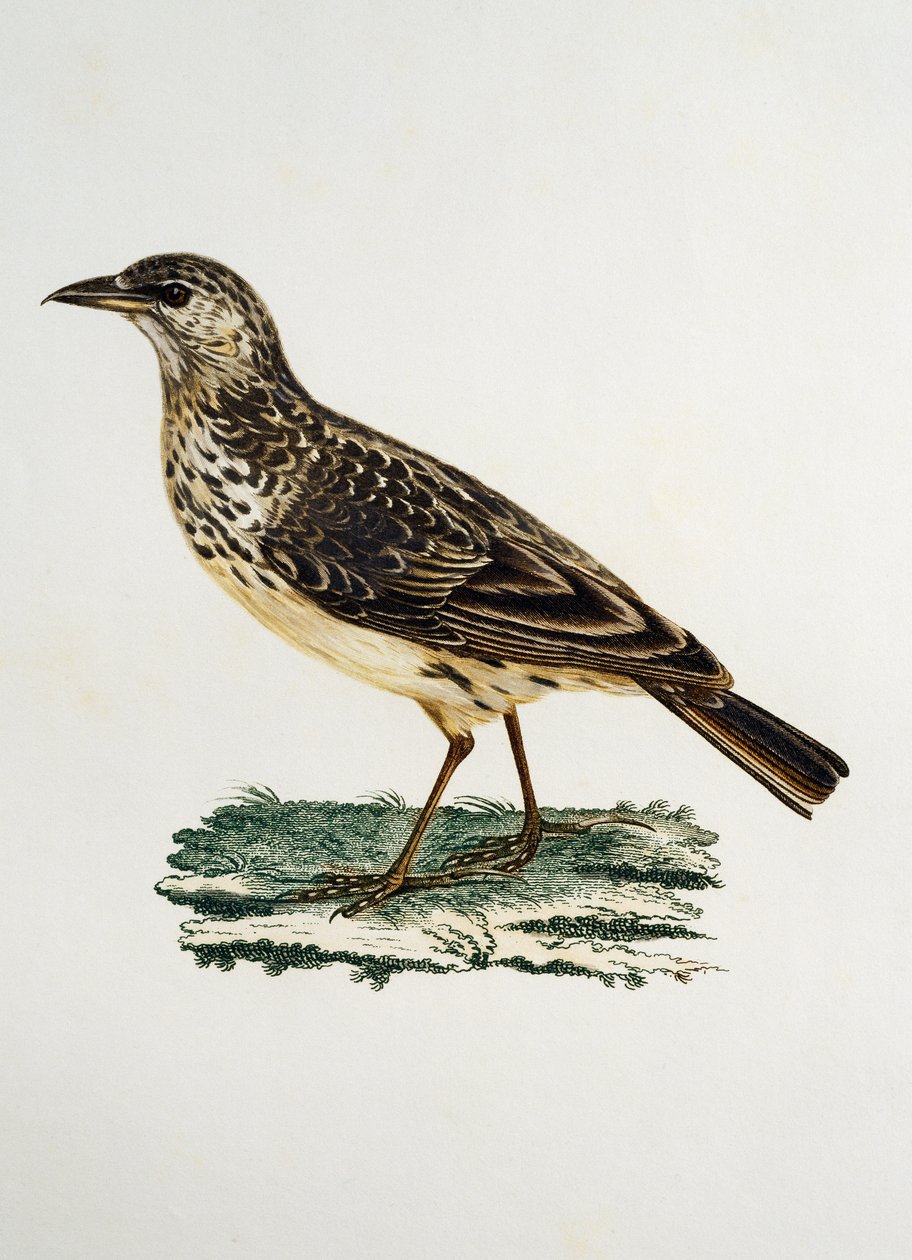 Stornæbbet lærke (Galerida magnirostris), gravering fra Histoire Naturelle des Oiseaux d