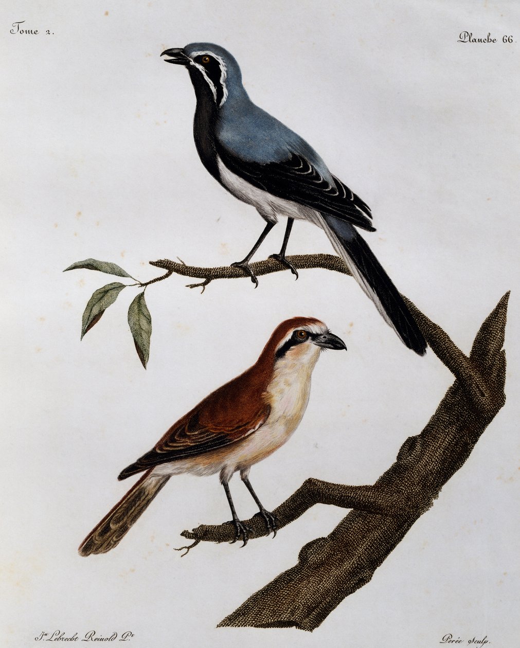 Le Pendeur et le Rousseau, kobberstik fra Histoire Naturelle des Oiseaux d