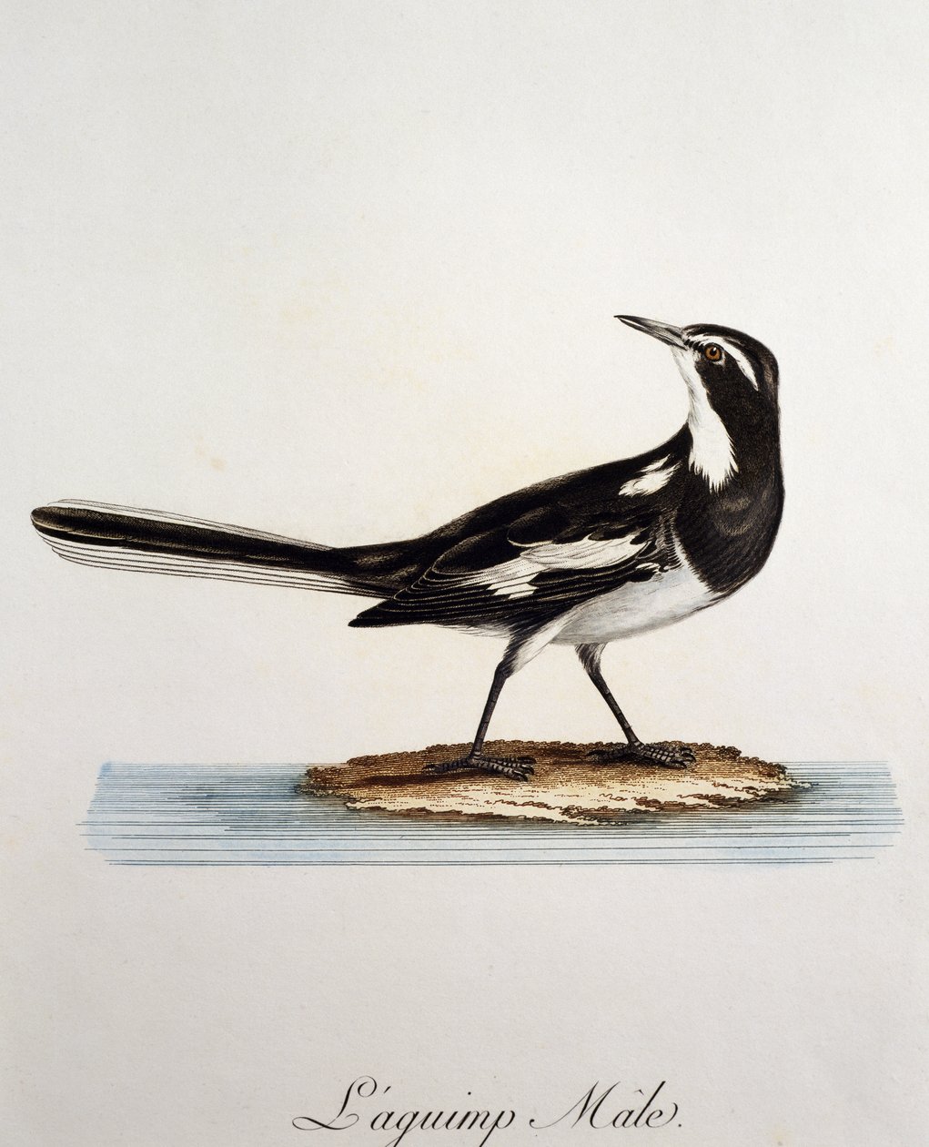 Han af en afrikansk vipstjert (Motacilla aguimp), gravering fra Histoire Naturelle des Oiseaux d