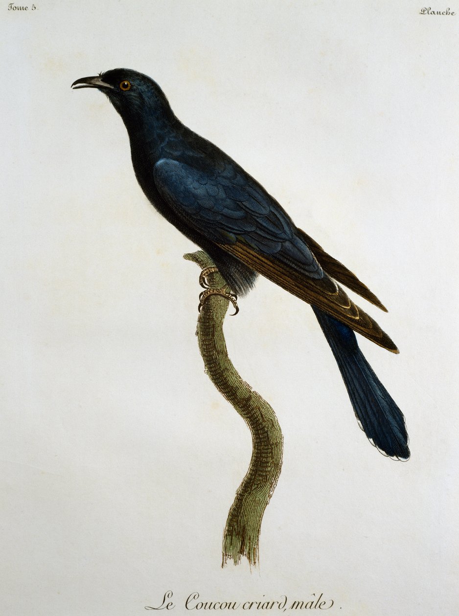 Hangøg (Cuculus clamosus), gravering fra Histoire Naturelle des Oiseaux d