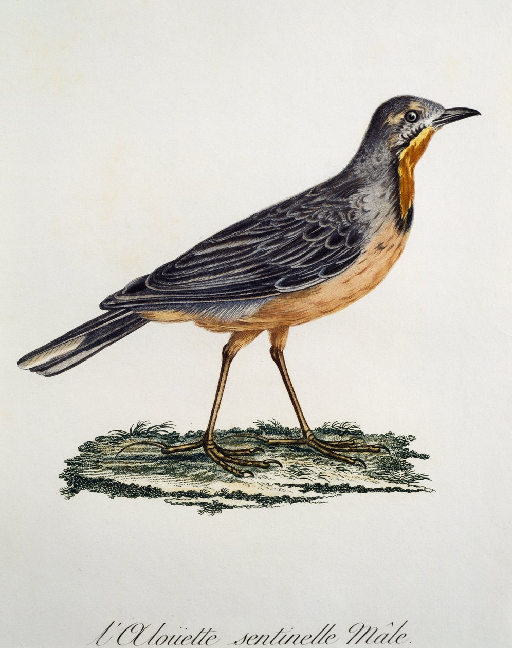 Han Cape Longclaw (Macronyx capensis), gravering fra Histoire Naturelle des Oiseaux d