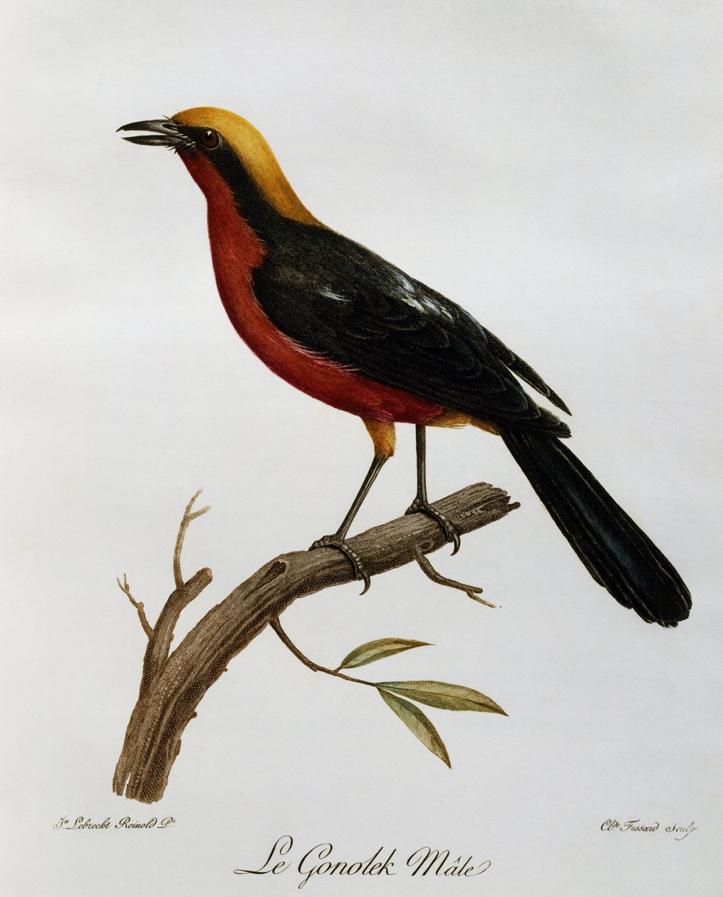 Han almindelige Gonolek (Laniarius barbarus), gravering fra Natural History of African Birds af Francois Le Vaillant