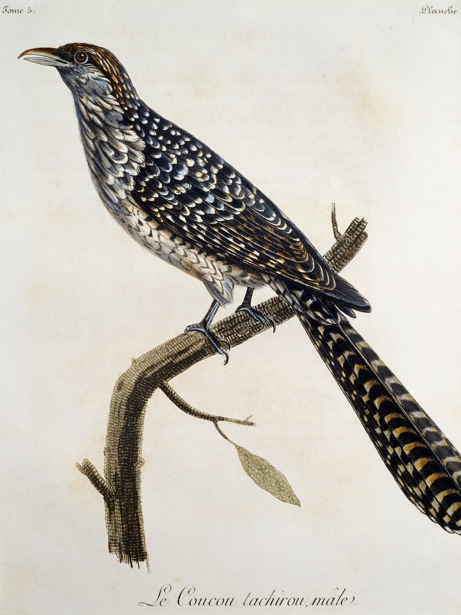 Mand Coucou tachirou, gravering fra Natural History of the Birds of Africa af Francois Le Vaillant (1753-1824), Frankrig af Francois Le Vaillant