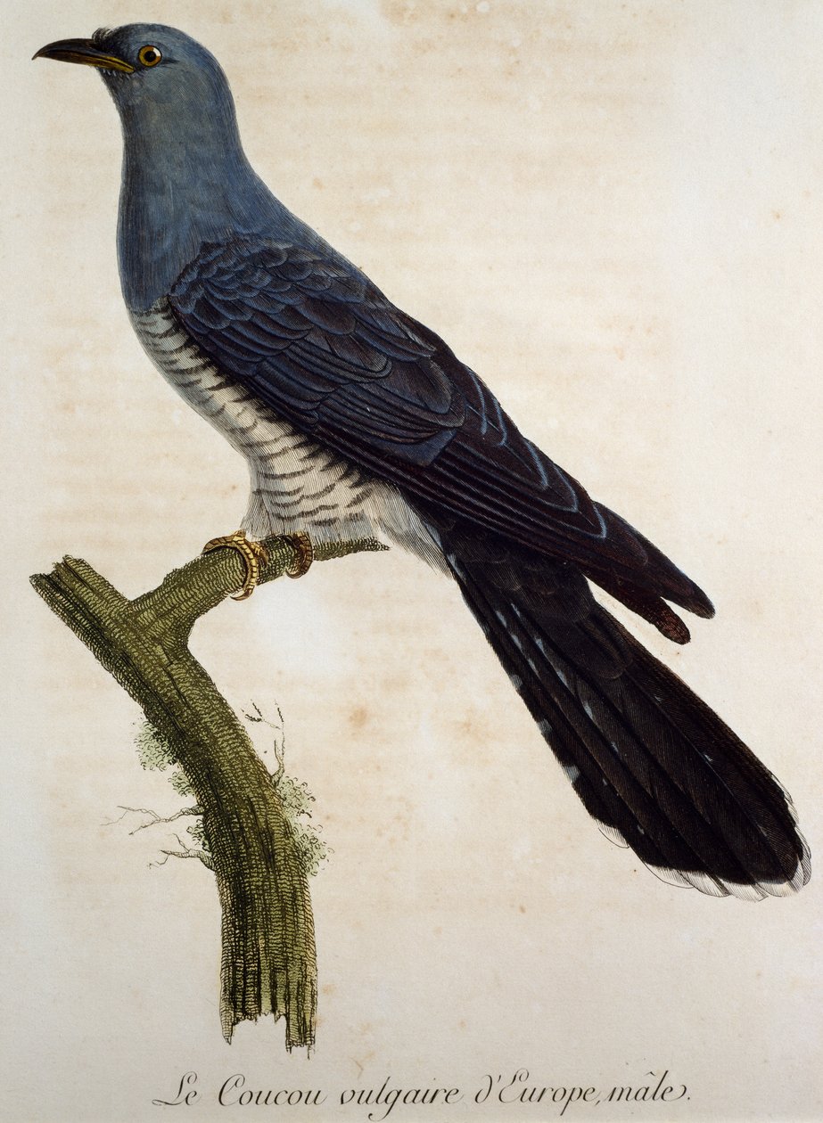 Hangøg (Cuculus canorus), gravering fra Histoire Naturelle des Oiseaux d