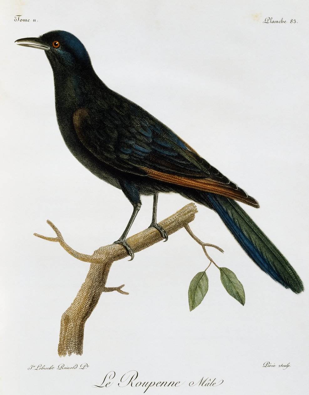 Han af rødvinget stær (Onychognathus morio), stik fra Histoire Naturelle des Oiseaux d