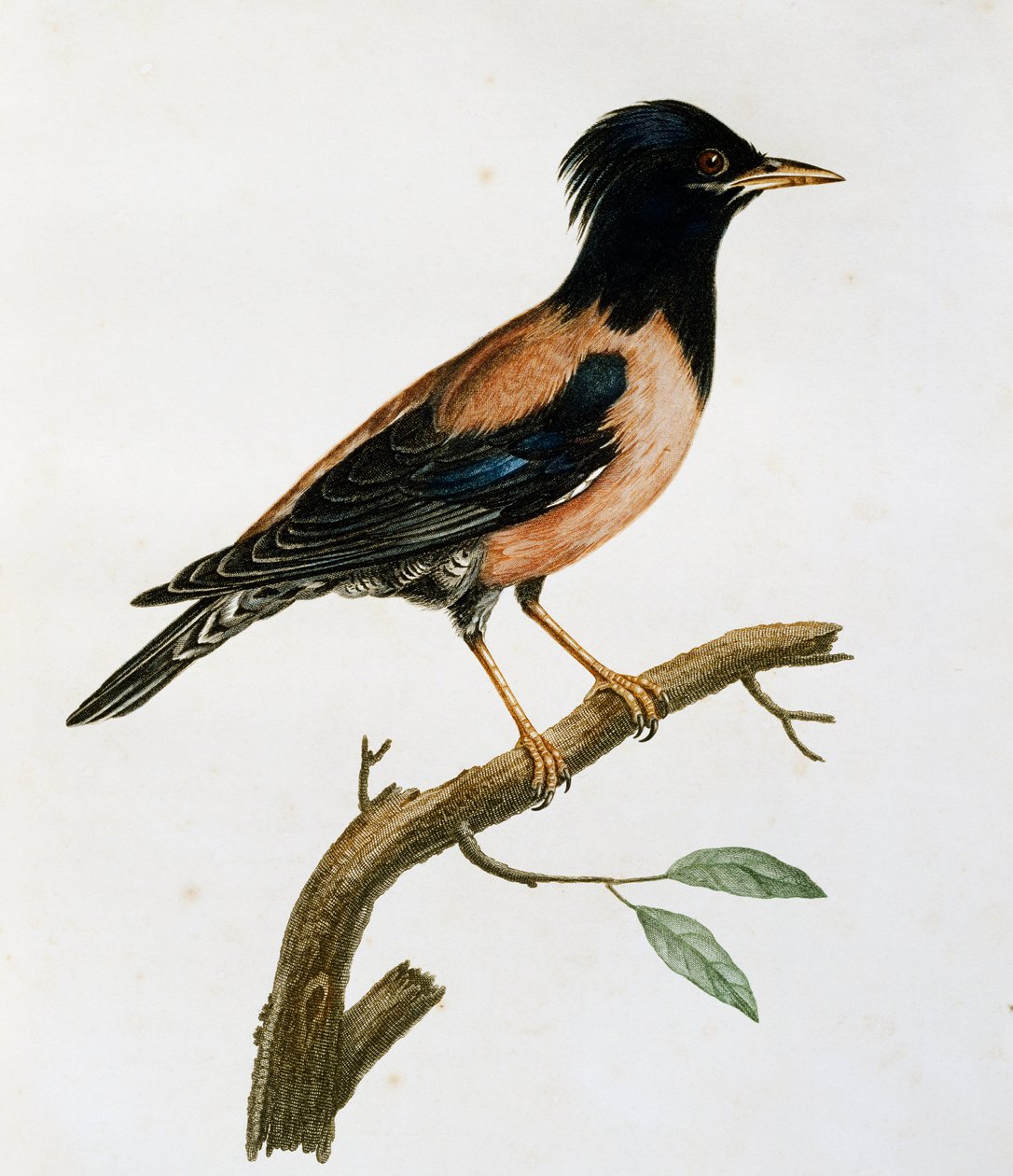 Han-rosenstær (Sturnus roseus), gravering fra Histoire Naturelle des Oiseaux d
