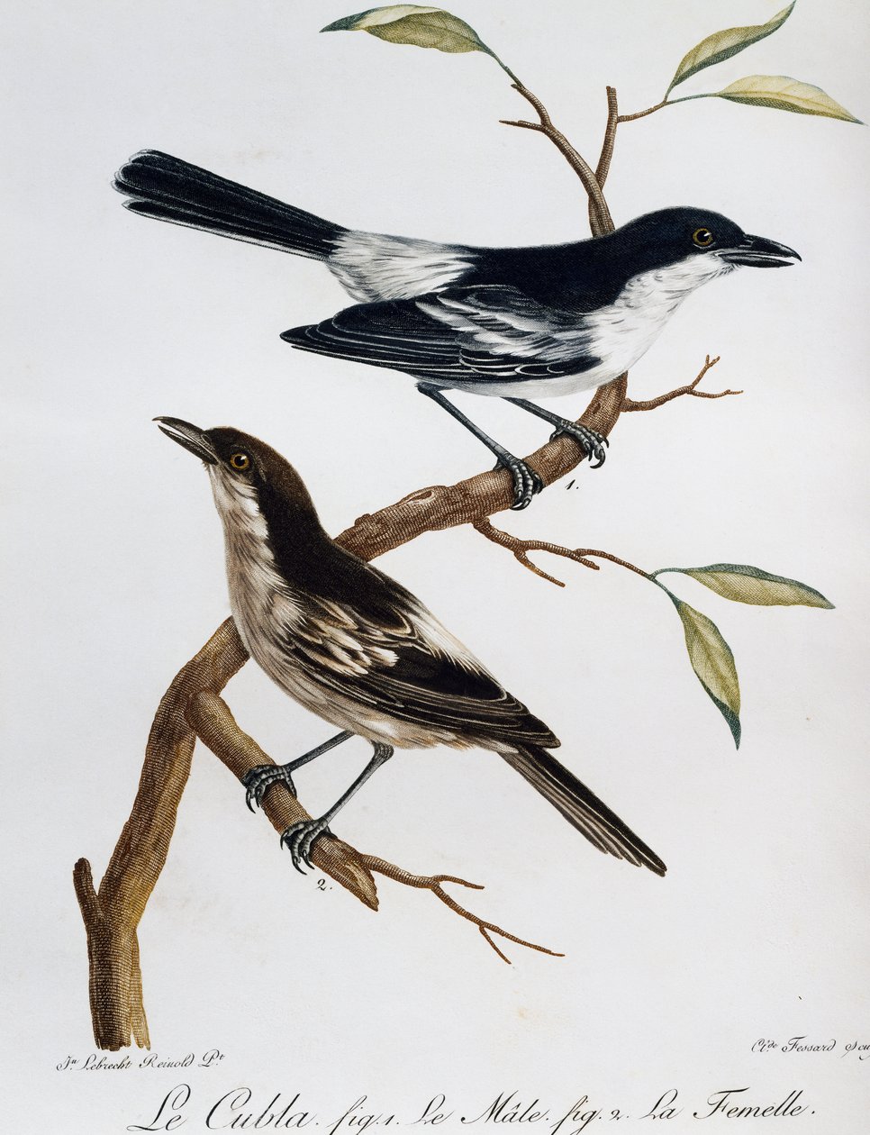 Han og hun af sortrygget puffback (Dryoscopus cubla), gravering fra Histoire Naturelle des Oiseaux d