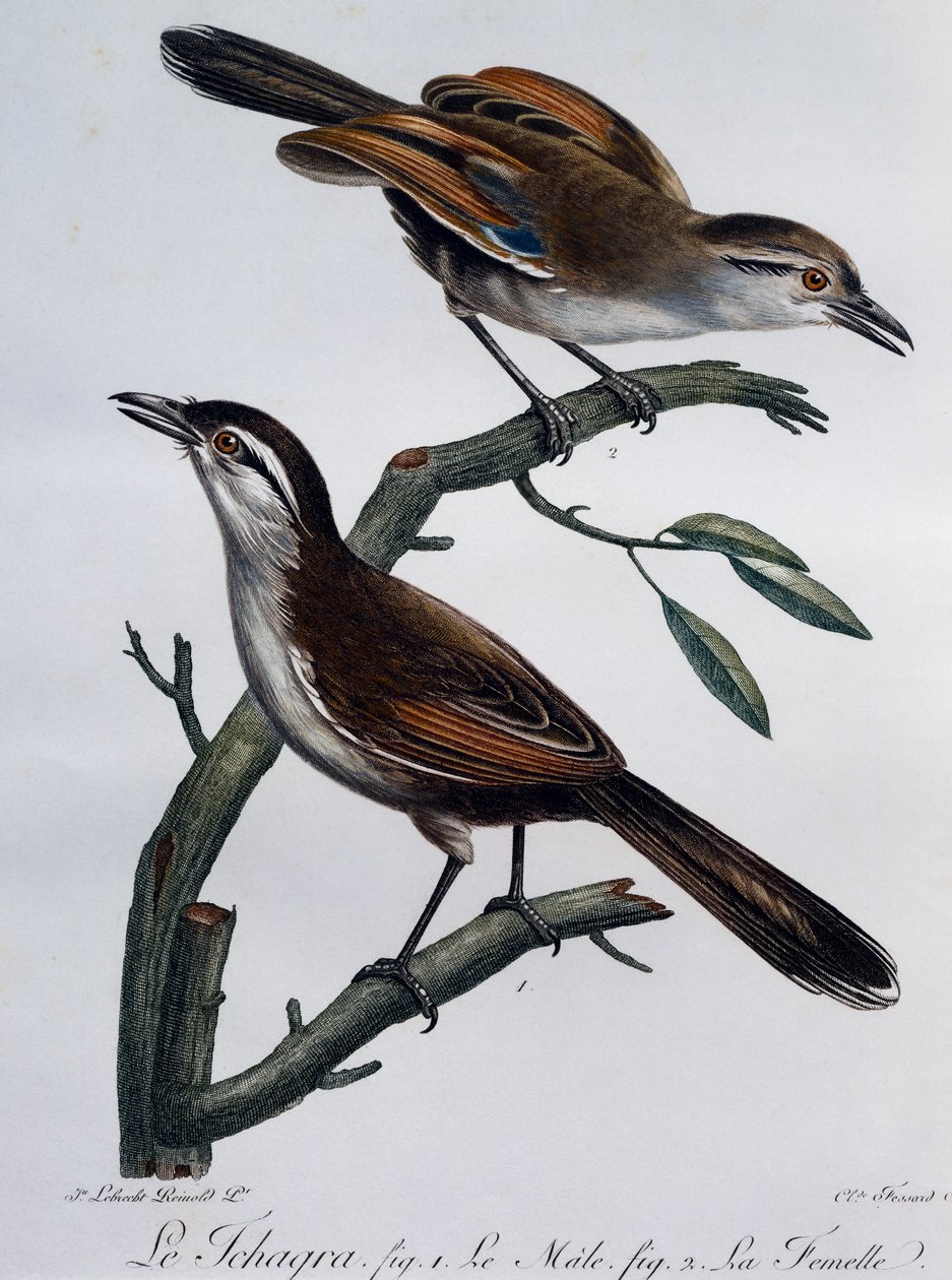 Han og hun af sortkronet Tchagra (Tchagra senegalus), gravering fra Histoire Naturelle des Oiseaux d