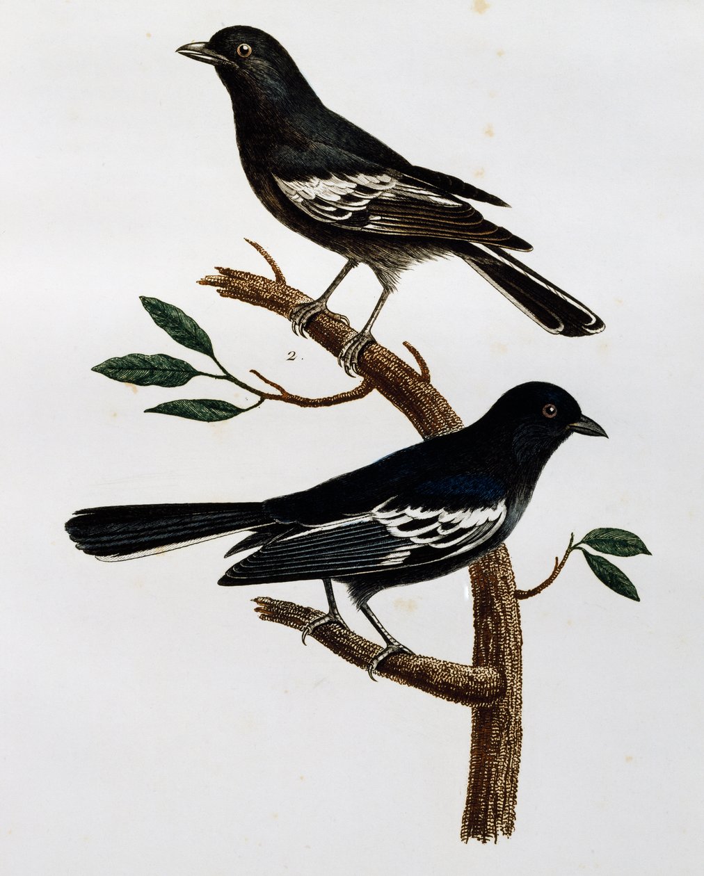 Han og hun af sortmejse (Parus niger), gravering fra Histoire Naturelle des Oiseaux d