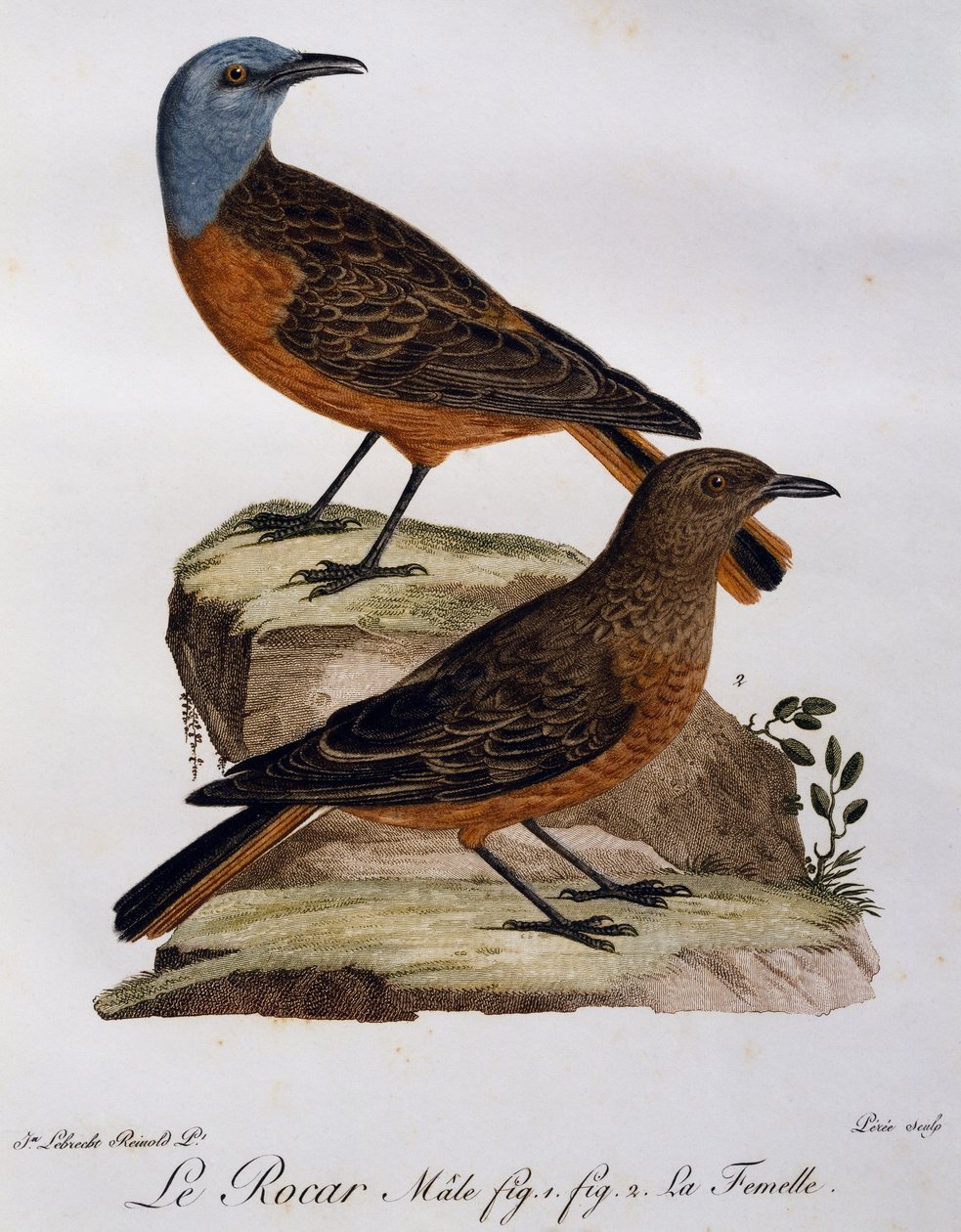 Han og hun af Cape Rock Thrush (Monticola rupestris), gravering fra Histoire Naturelle des Oiseaux d