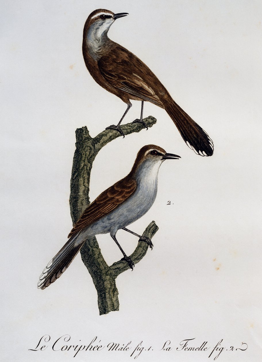Han og hun af Karoo Scrub-Robin (Cercotrichas coryphoeus), gravering fra Histoire Naturelle des Oiseaux d