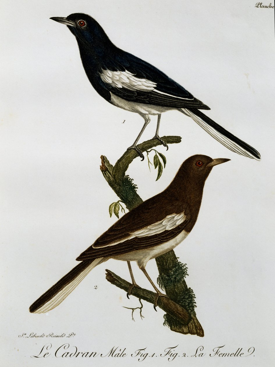 Han og hun af orientalsk Magpie-robin (Copsychus saularis), gravering fra Histoire Naturelle des Oiseaux d