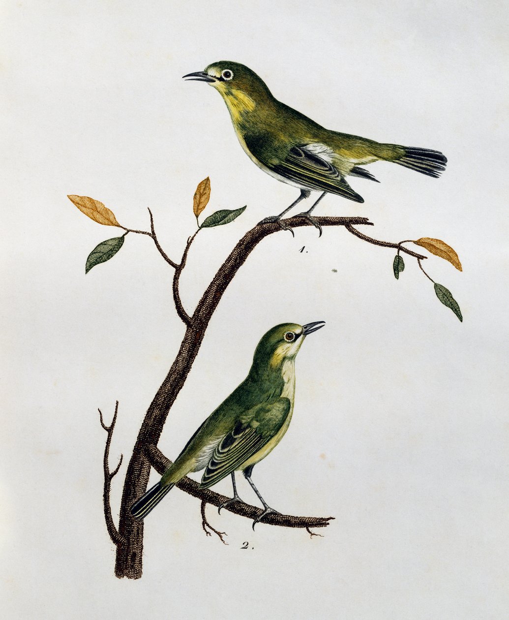 Han og hun af bleg hvid-øje (Zosterops pallidus), gravering fra Histoire Naturelle des Oiseaux d