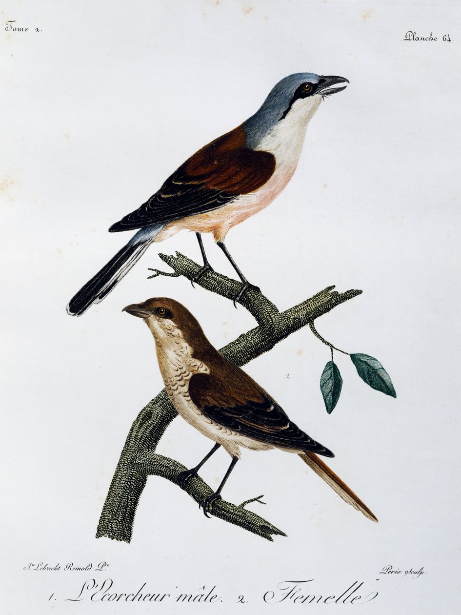 Han og hun af rødrygget tornskade (Lanius collurio), stik fra Histoire Naturelle des Oiseaux d