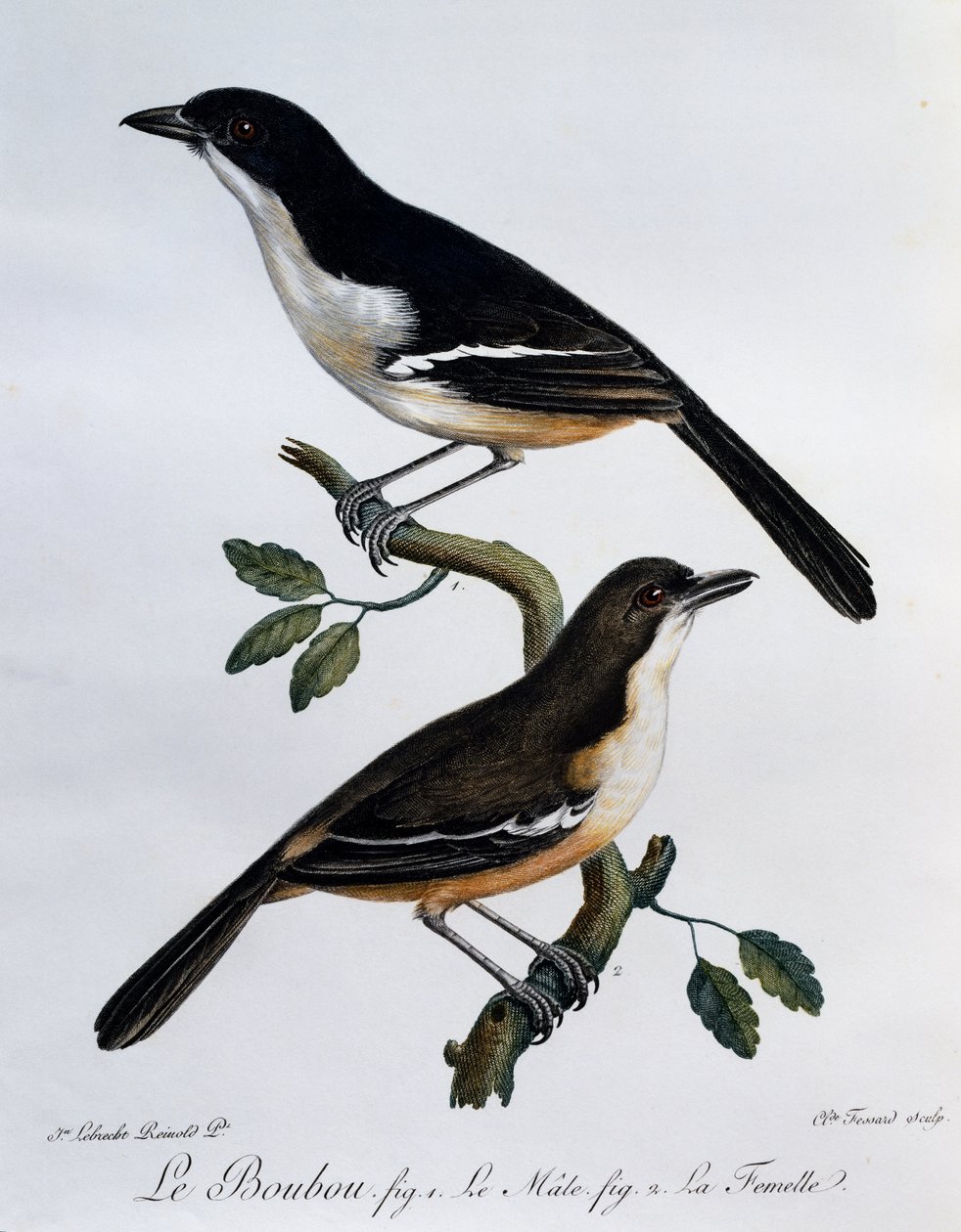 Han og hun af Southern Boubou (Laniarius ferrugineus), gravering fra Histoire Naturelle des Oiseaux d