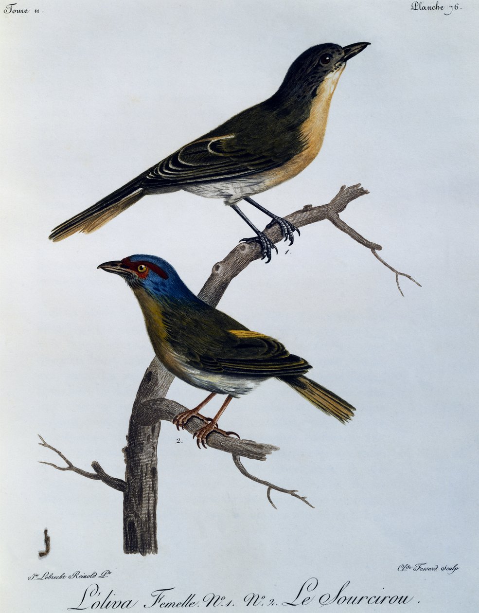 Olivenbuske (Telophorus olivaceus), gravering fra Natural History of African Birds af Francois Le Vaillant