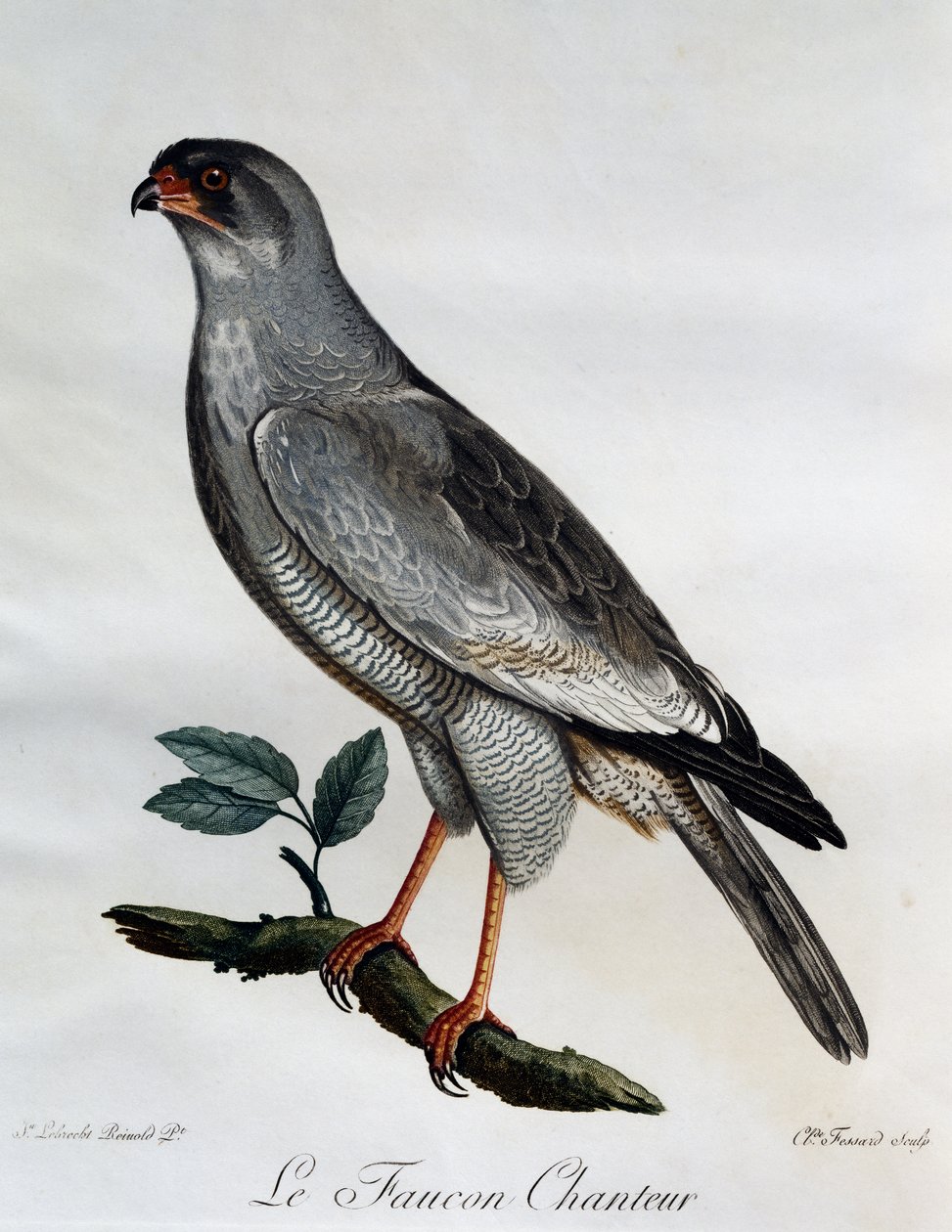 Bleg Chanting-Goshawk (Melierax canorus), gravering fra Natural History of African Birds af Francois Le Vaillant