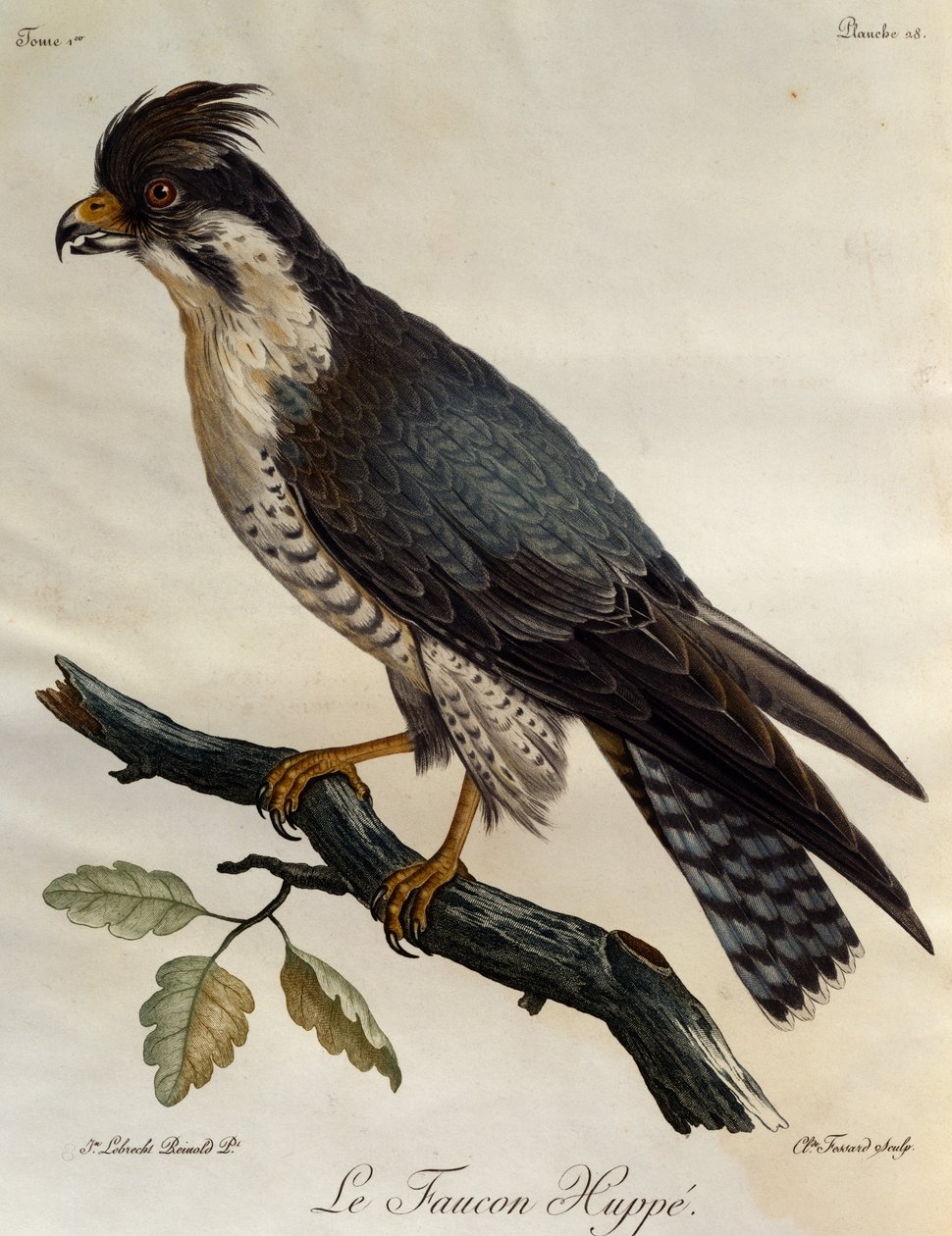 Vandrefalk (Falco peregrinus), gravering fra Natural History of the Birds of Africa af Francois Le Vaillant