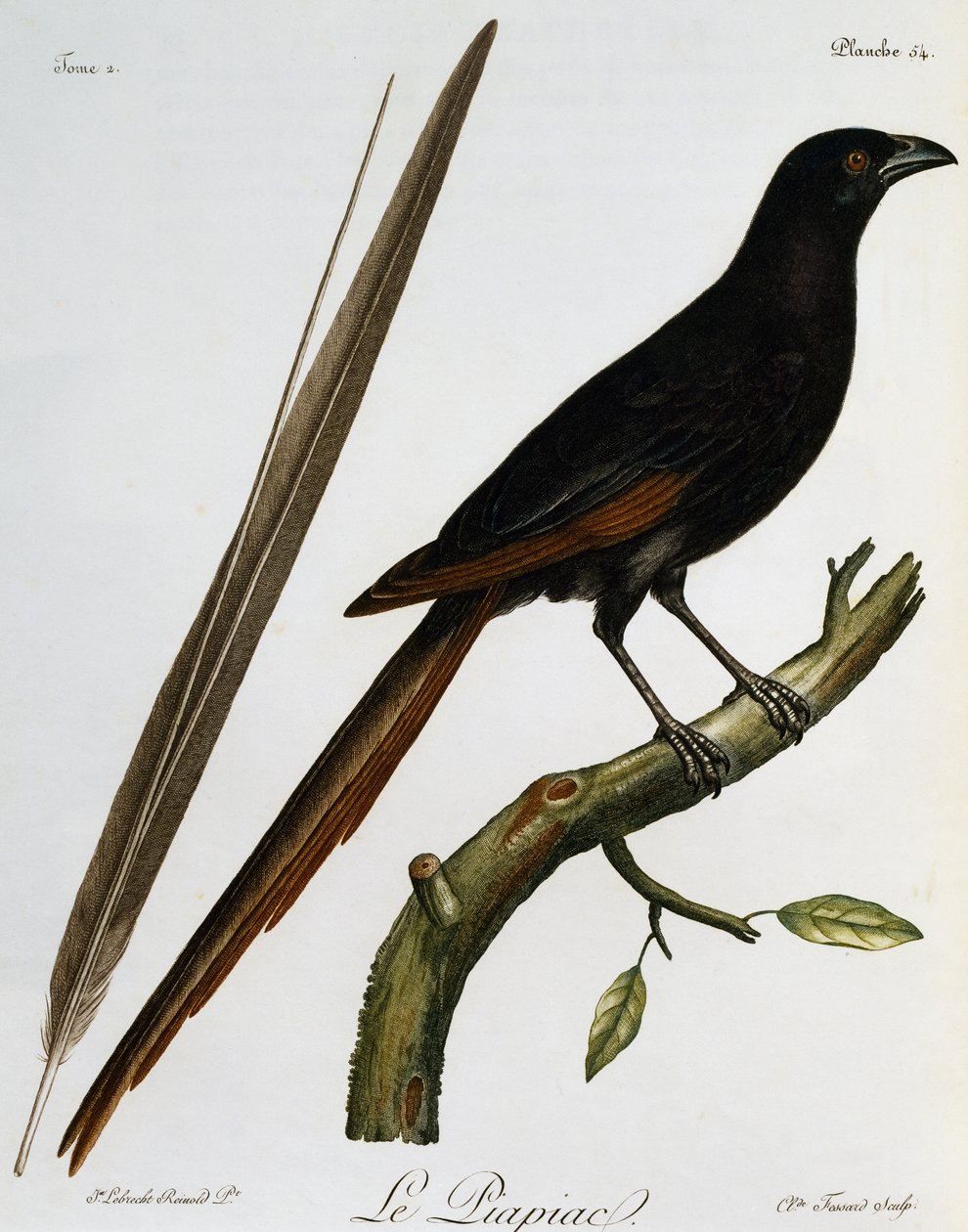 Piapiac (Ptilostomus afer), gravering fra Histoire Naturelle des Oiseaux d