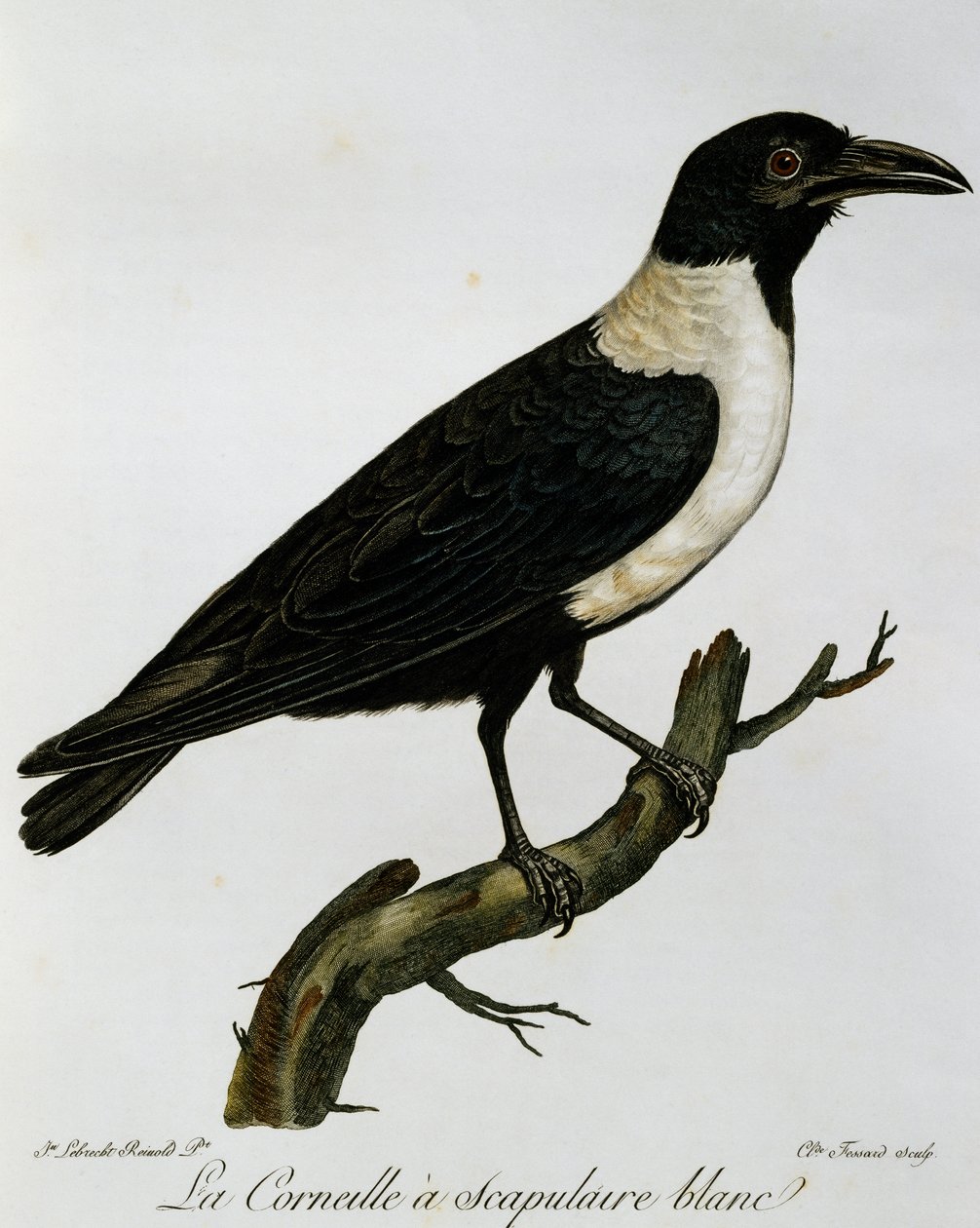 Pied Crow (Corvus albus), gravering fra Natural History of the Birds of Africa af Francois Le Vaillant