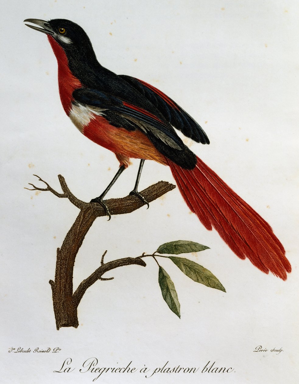 Hvidbrystet Piegriche (Lanius mystacus), gravering fra Histoire naturelle des Oiseaux d