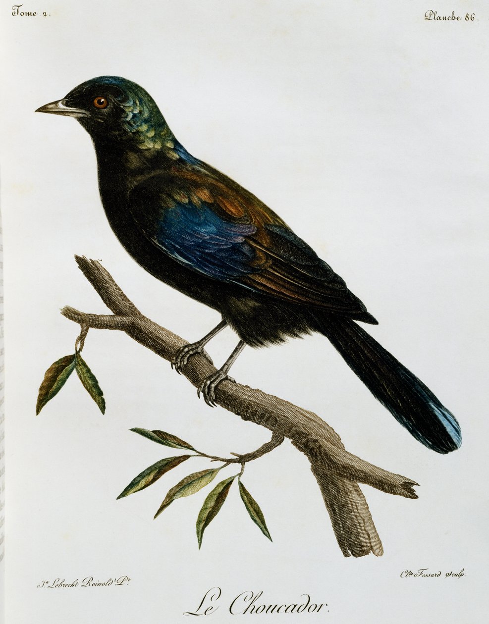 Principe Glossy-Starling (Lamprotornis ornatus), gravering fra Histoire Naturelle des Oiseaux d