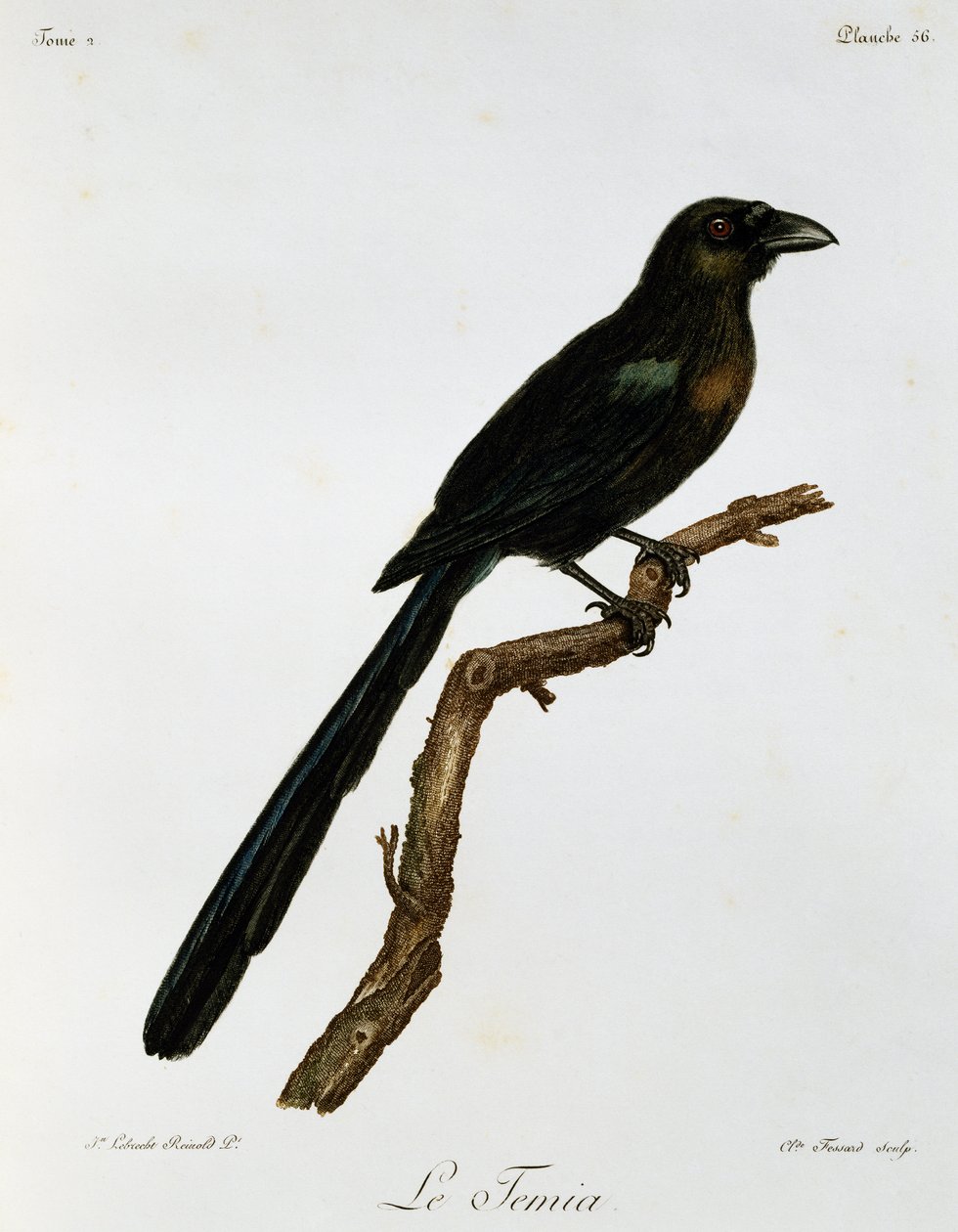 Racket-tailed Treepie (Crypsirina temia), gravering fra Natural History of African Birds af Francois Le Vaillant