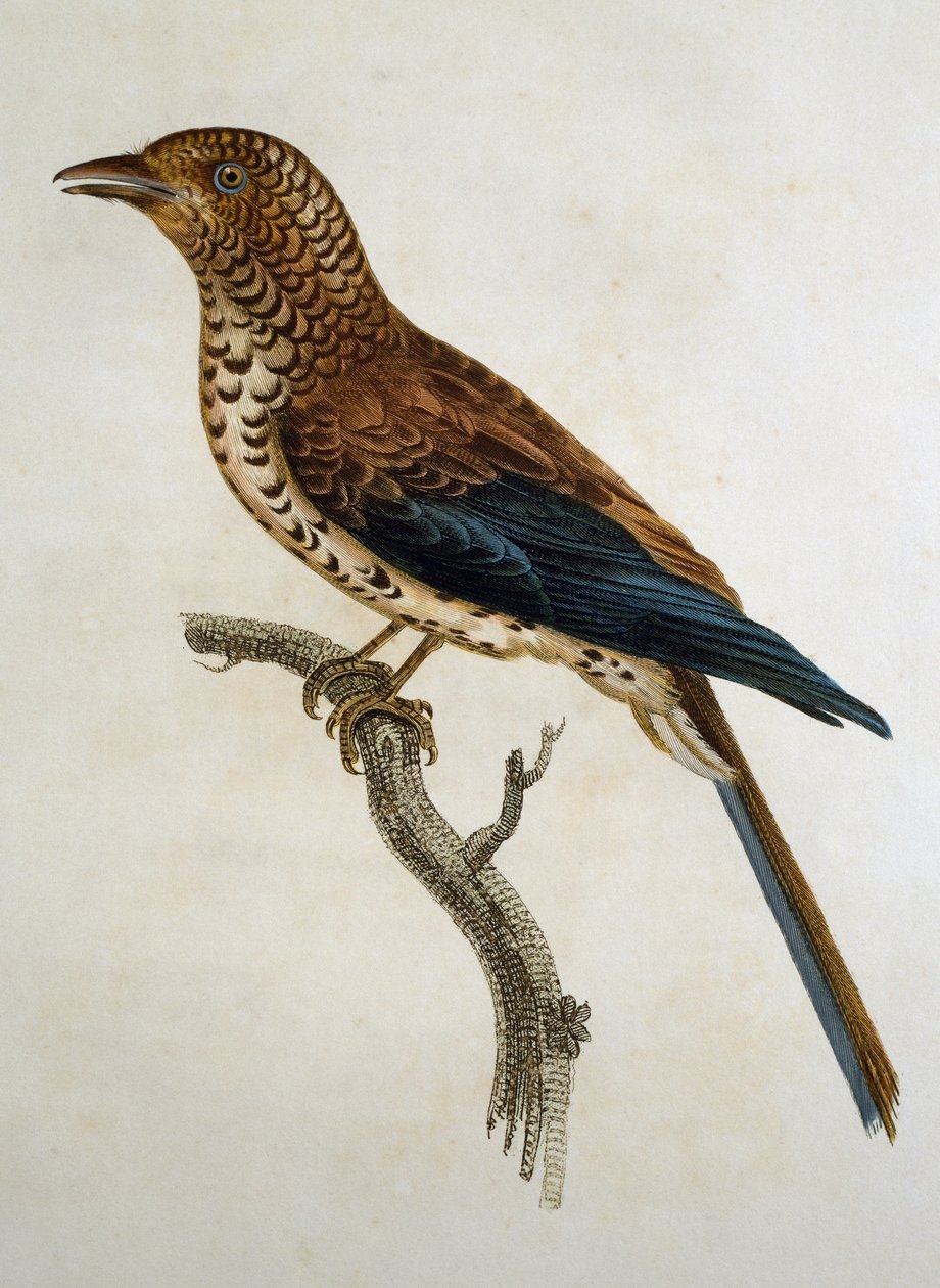 Rødkappet lærke (Calandrella cinerea), gravering fra Histoire Naturelle des Oiseaux d