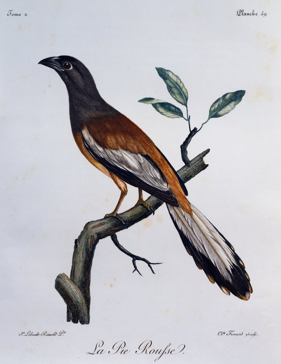 Rufous Treepie (Dendrocitta vagabunda), gravering fra Natural History of African Birds af Francois Le Vaillant