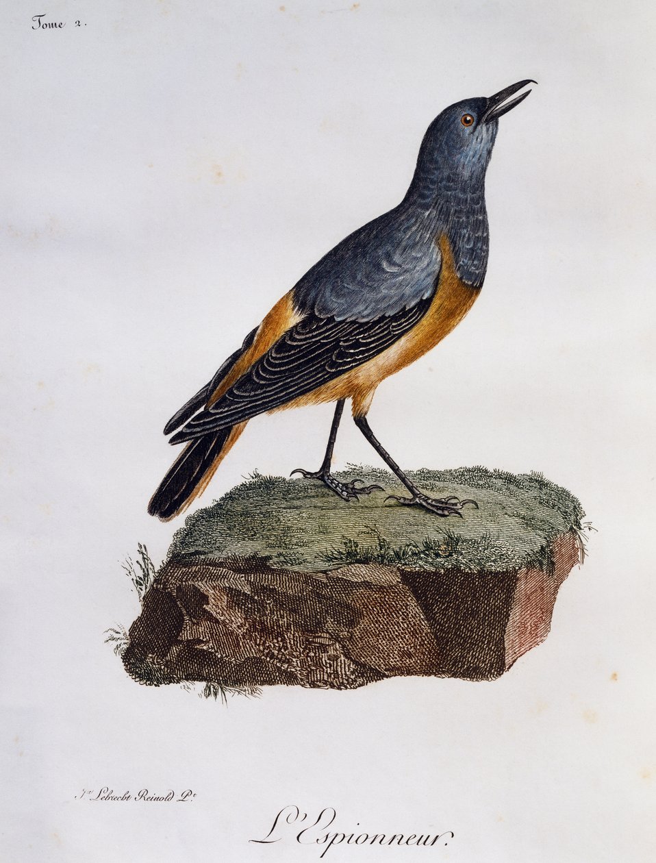 Sentinel rock Thrush (Monticola explorator), gravering fra Histoire Naturelle des Oiseaux d