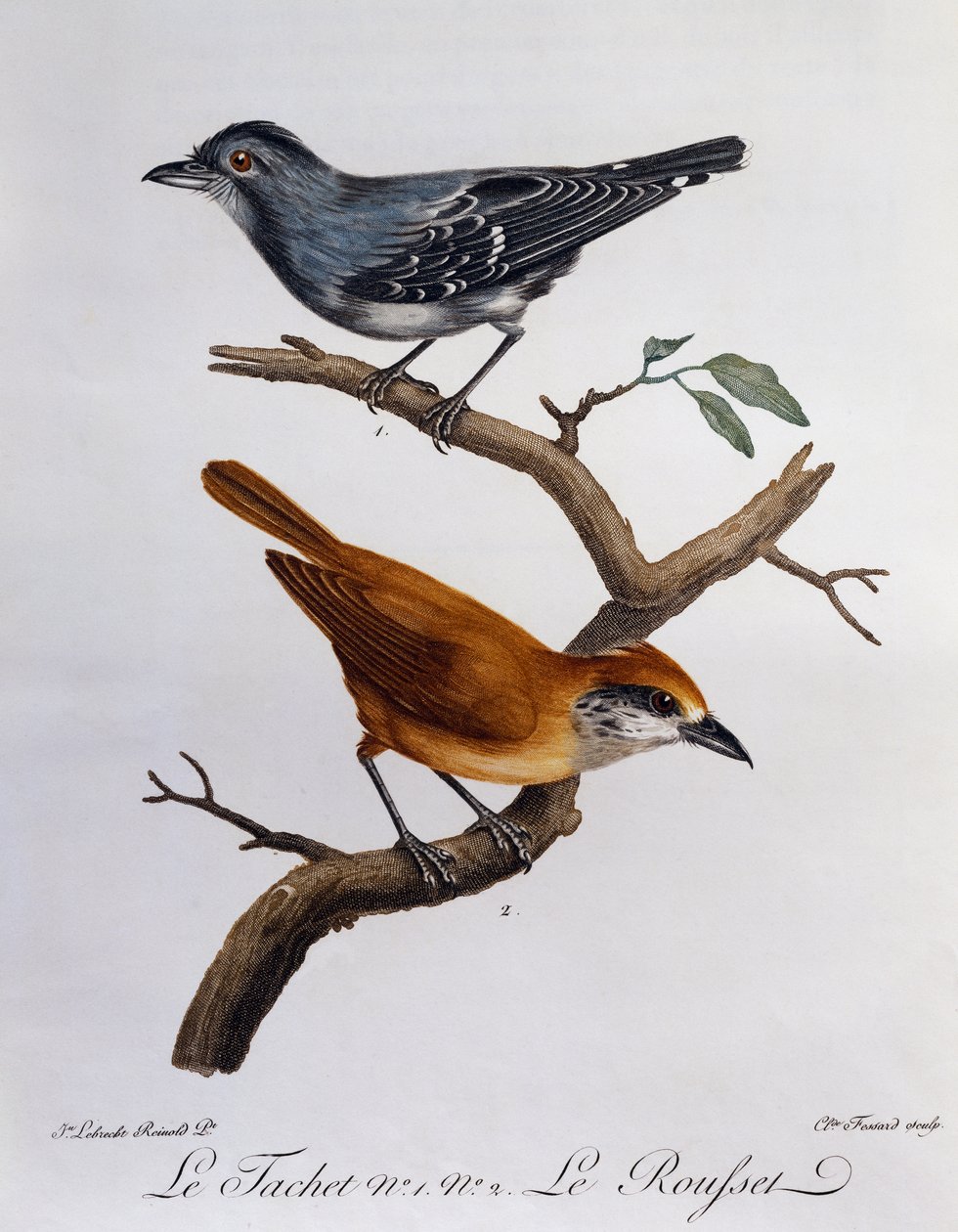 Tachet og, nedenfor, Rousset, gravering fra Histoire Naturelle des Oiseaux d
