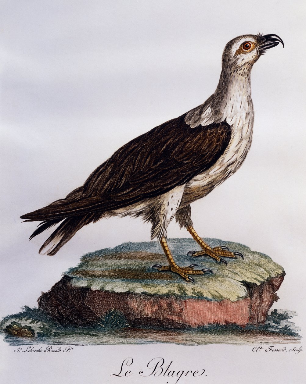 Hvidbuget fiskeørn (Haliaeetus leucogaster), gravering fra Histoire Naturelle des Oiseaux d