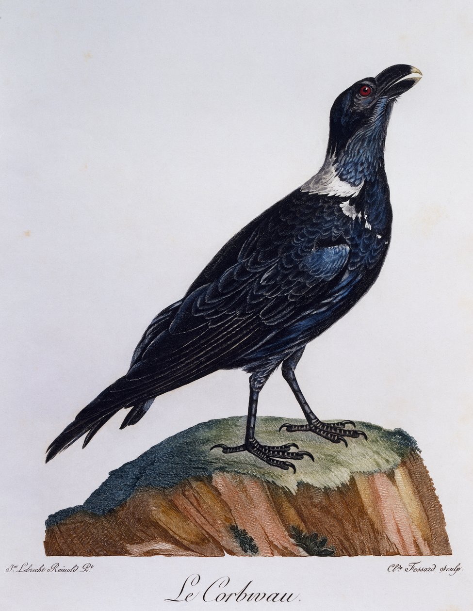 Hvidhalset ravn (Corvus albicollis), gravering fra Natural History of African Birds af Francois Le Vaillant