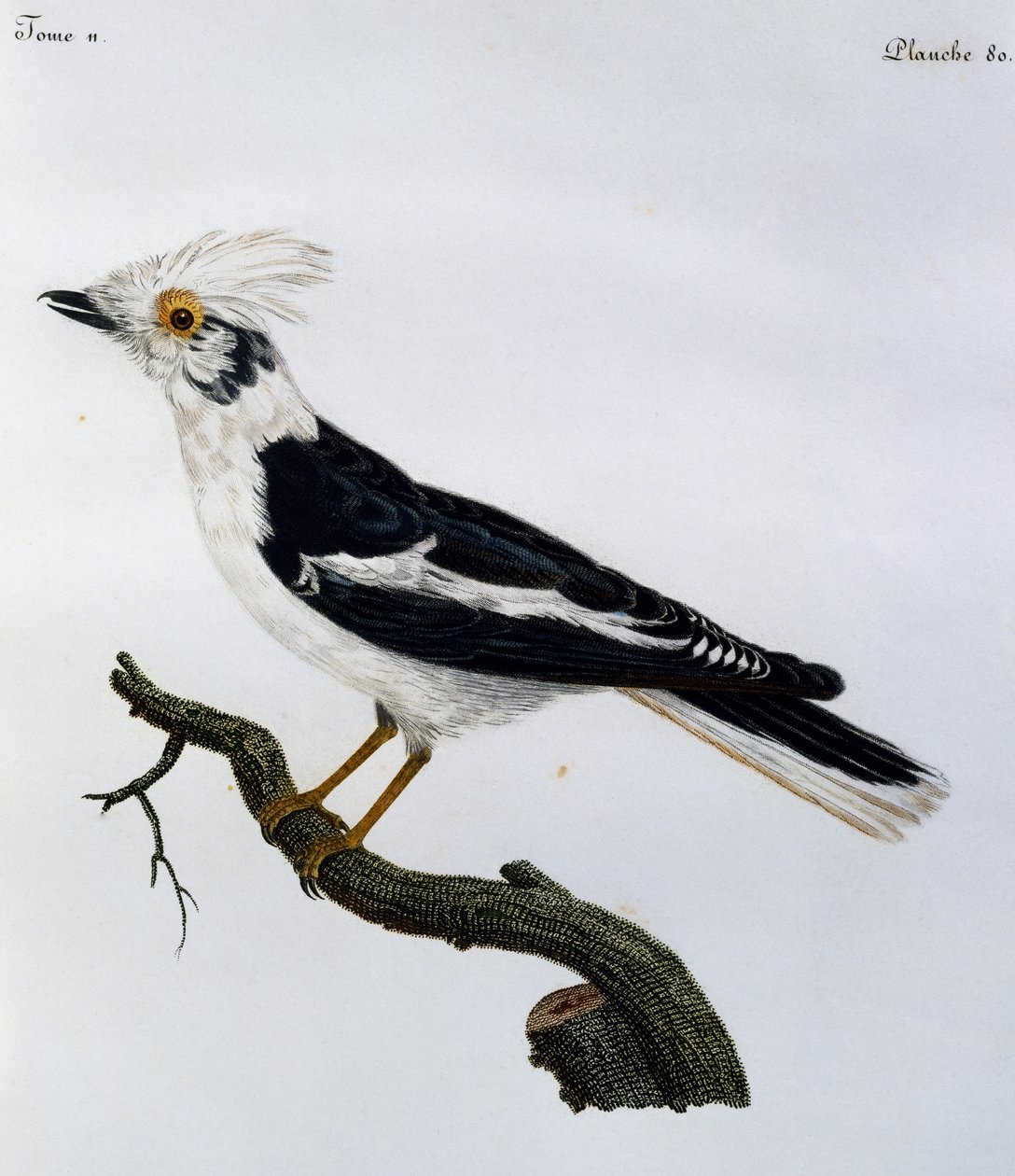 White Helmetshrike (Prionops plumatus), gravering fra Natural History of African Birds af Francois Le Vaillant