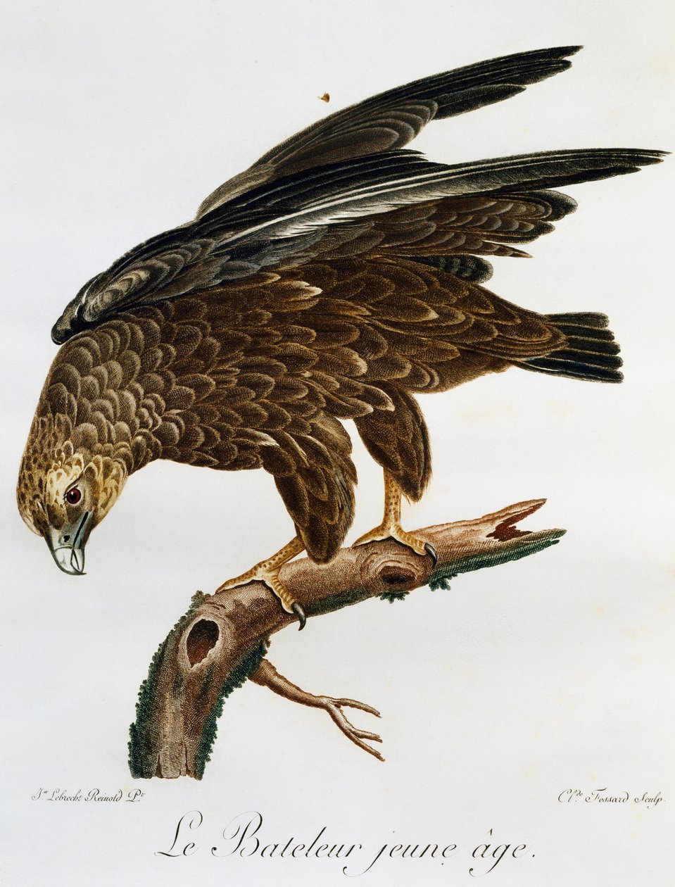 Ung Bateleur (Terathopius ecaudatus), gravering fra Histoire Naturelle des Oiseaux d