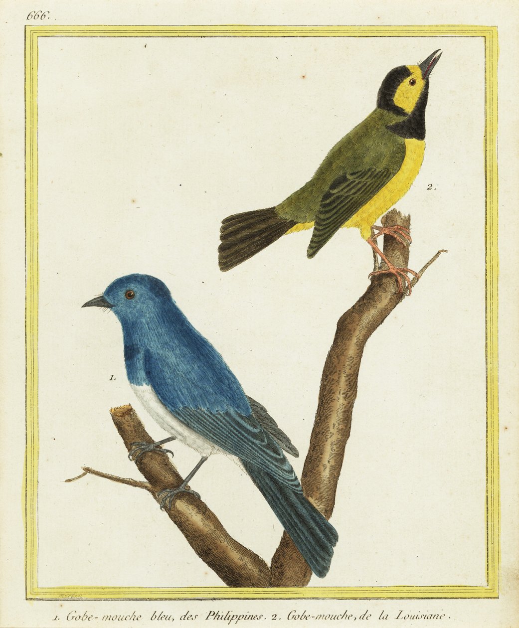 Sortnavet monark, Hypothymis azurea 1 og hættesanger, Setophaga citrina 2 af Francois Nicolas Martinet