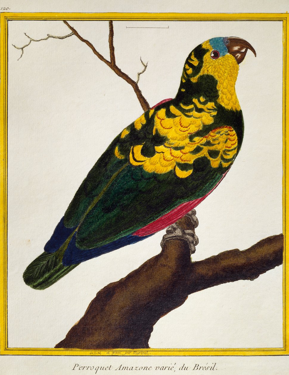 Blåbrynet papegøje (Amazona aestiva), fra Histoire naturelle des oiseaux af Francois Nicolas Martinet