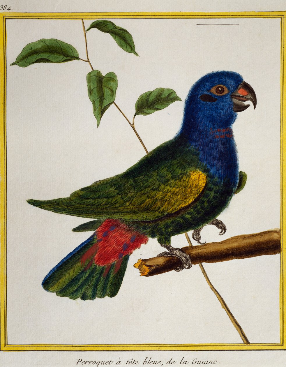 Blåhovedet papegøje (Pionus menstruus), fra Natural History of Birds af Francois Nicolas Martinet
