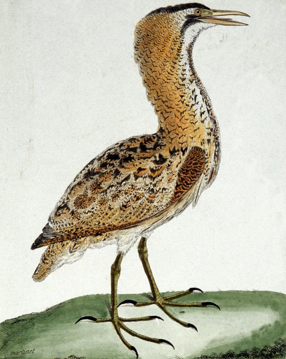 Bittern af Francois Nicolas Martinet