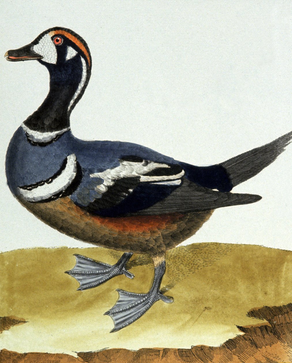 Canard en collier. af Francois Nicolas Martinet