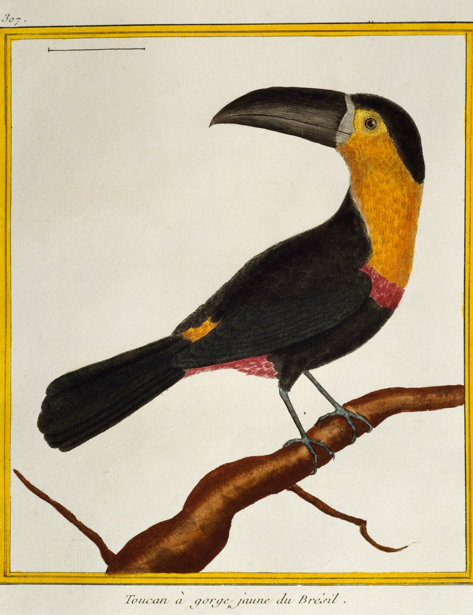 Kanalnæbbet Tukan (Ramphastos vitellinus), fra Natural History of Birds af Francois Nicolas Martinet
