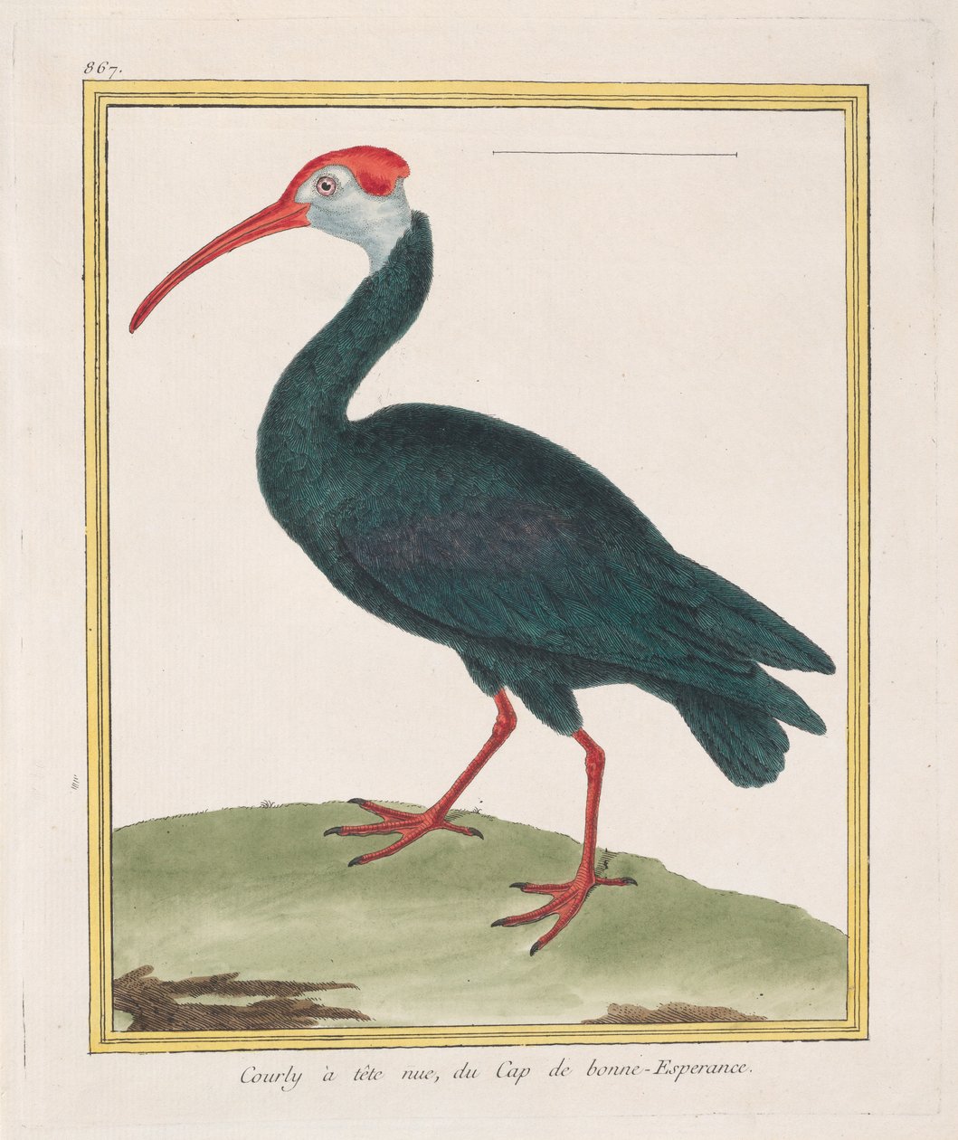 Barhovedet Courly, fra Kap det Gode Håb Bald Ibis fra Kap det Gode Håb, 1770-86. af Francois Nicolas Martinet