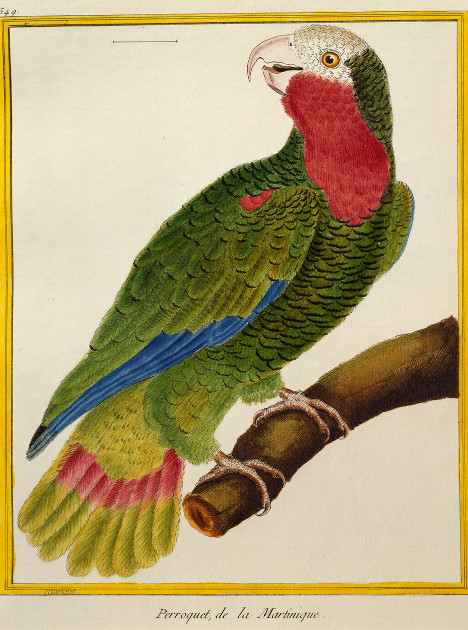 Cubansk papegøje (Amazona leucocephala), fra Natural History of Birds af Francois Nicolas Martinet