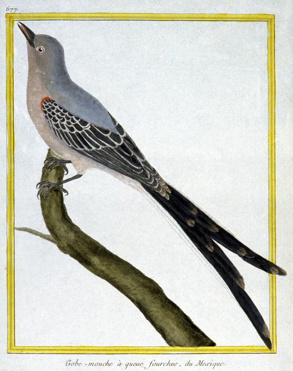 Fluer af Francois Nicolas Martinet