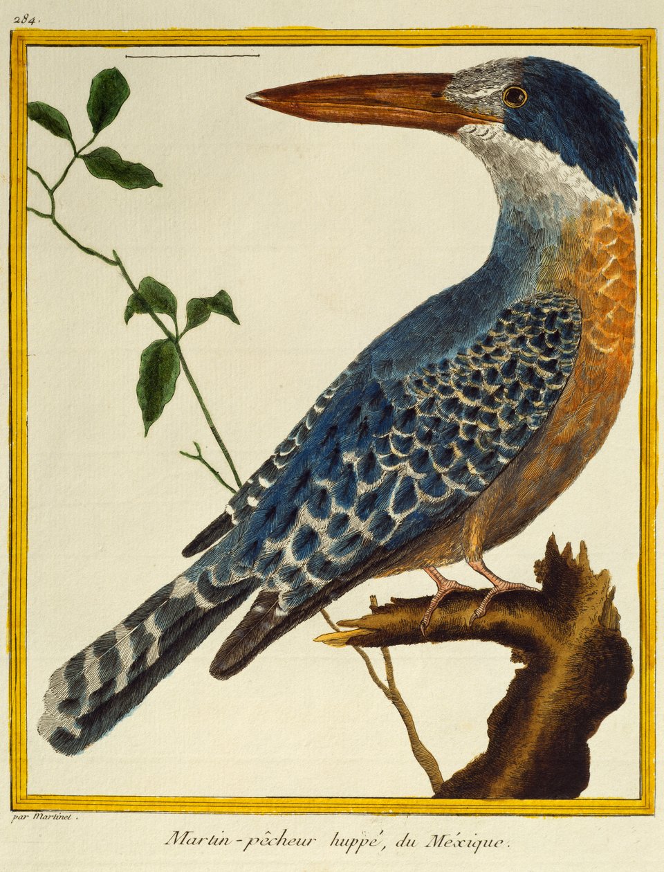 Giant Kingfisher (Megaceryle maxima), fra Natural History of Birds af Francois Nicolas Martinet