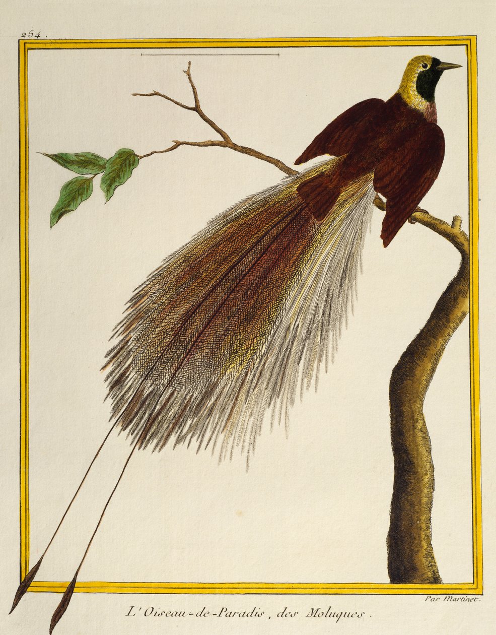 Greater Bird-of-Paradise (Paradisaea apoda), fra Natural History of Birds af Francois Nicolas Martinet